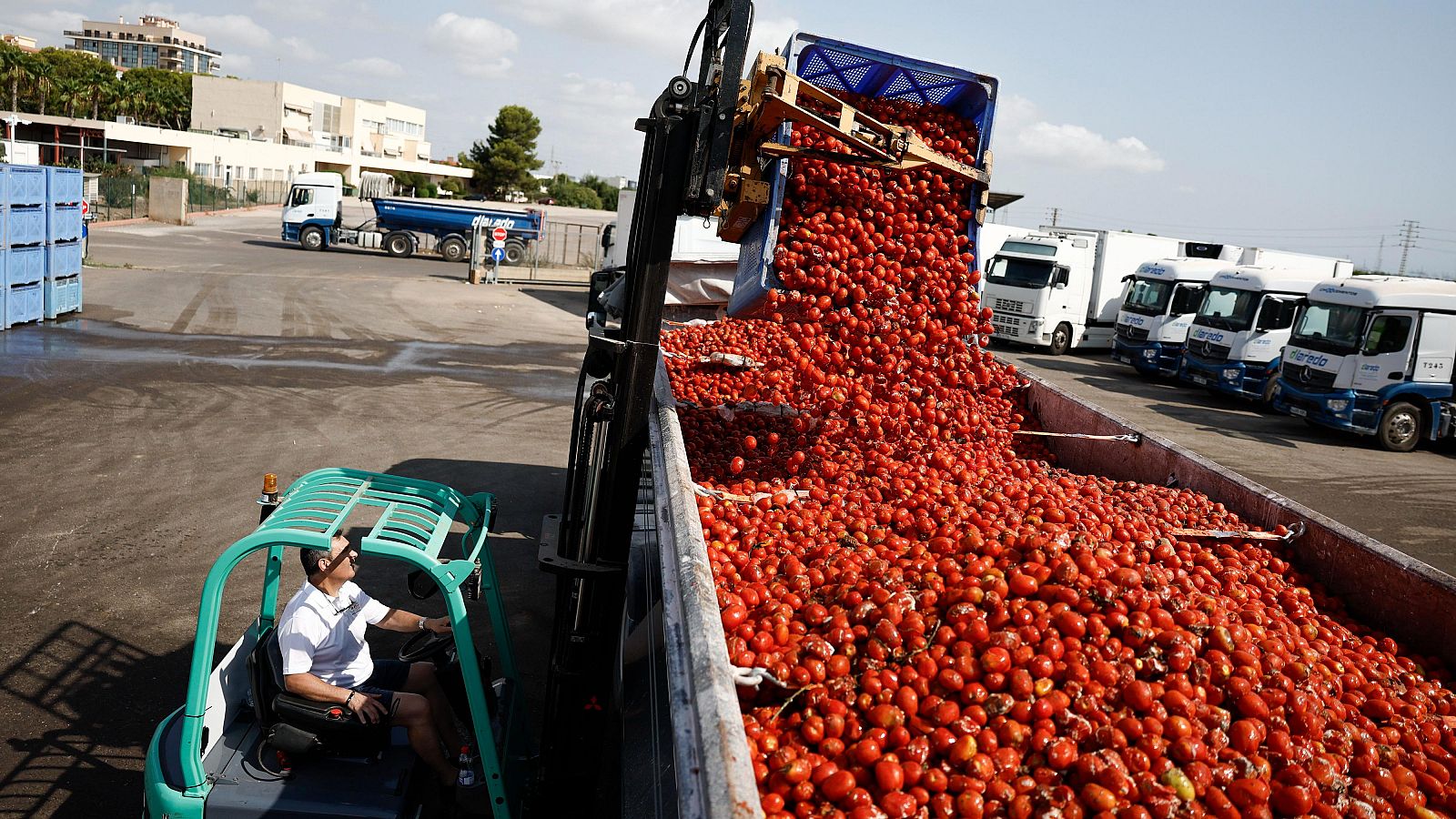 La Tomatina de Buñol: más de 120.000 kilos de tomates preparados