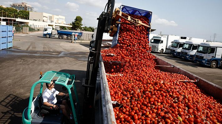 Más de 120.000 kilos de tomates, listos para la Tomatina de Buñol