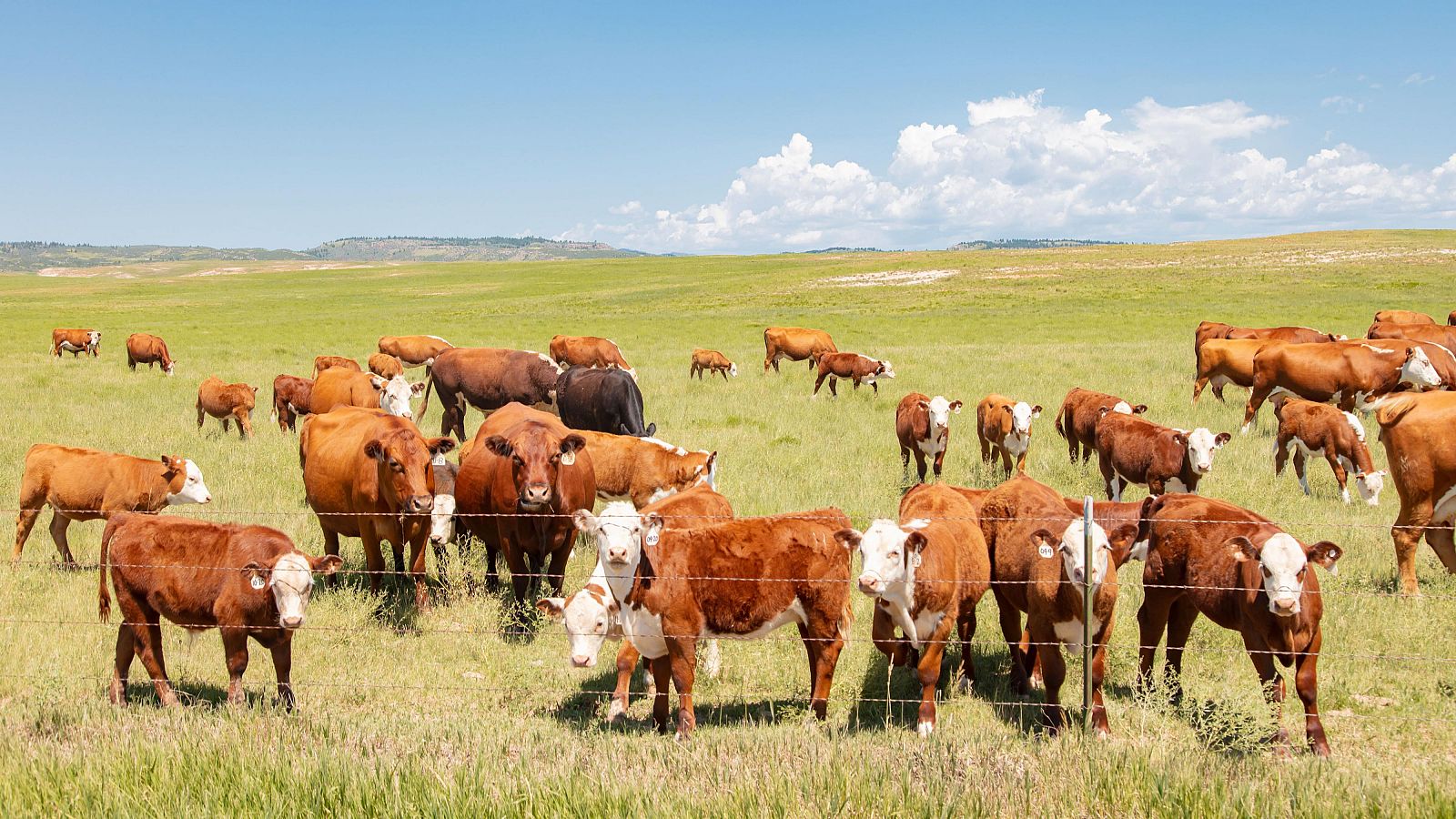 Enfermedad Hemorrágica Epizoótica: este año afecta al norte del país