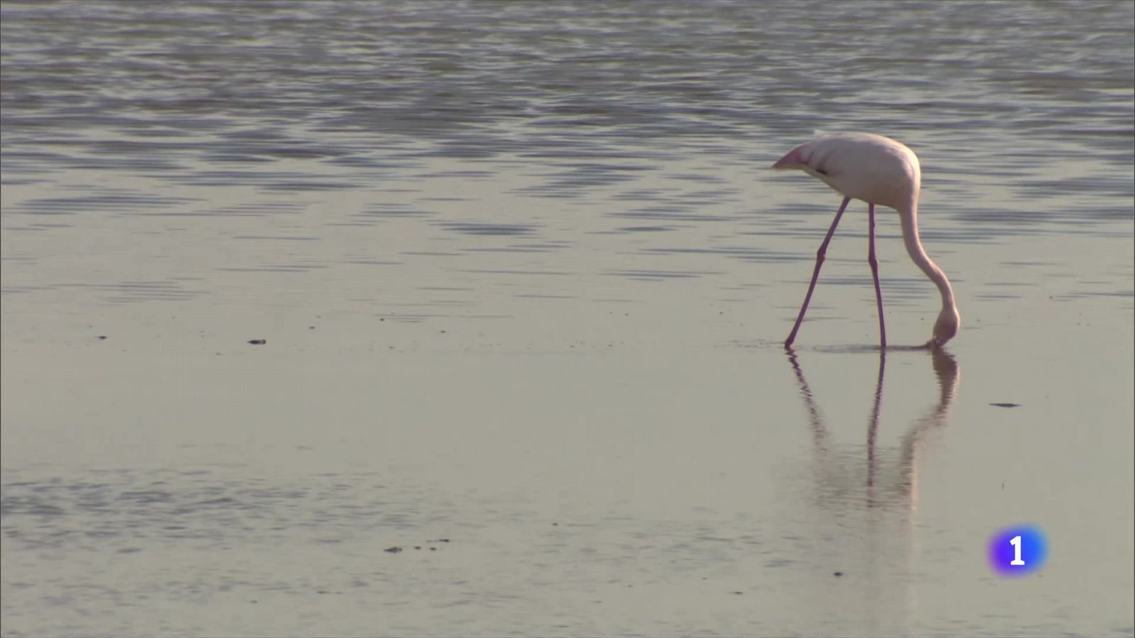 En marxa la neteja de les salines del Delta de l'Ebre