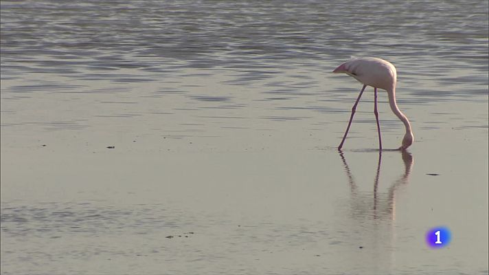 En marxa la neteja de les salines del Delta de l'Ebre