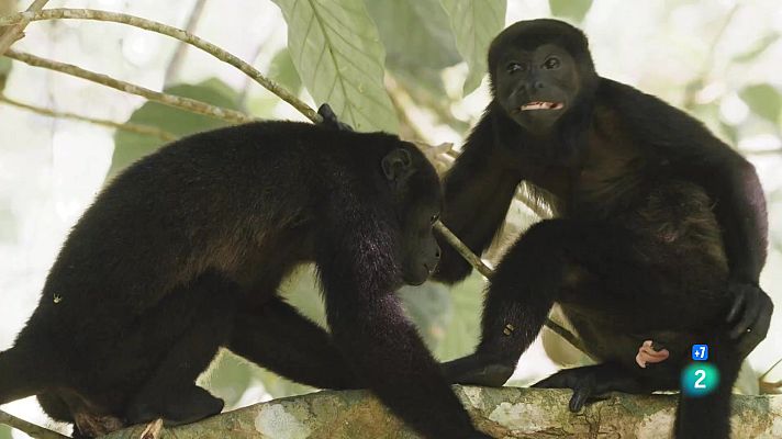 Som Documentals - Els jocs dels animals