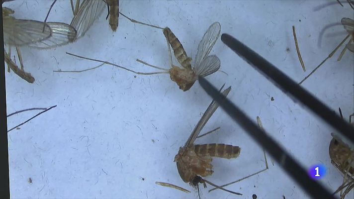 Reforcen el control de mosquits pel perill de transmissió del virus del Nil