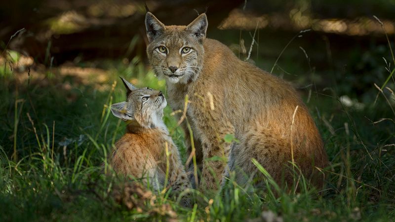 Lince, oso panda o águila: casos de éxito de la recuperación de especies en peligro de extinción