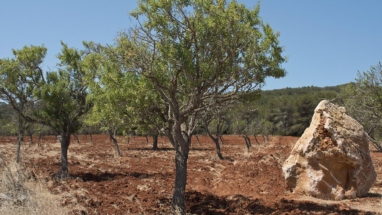 Las reservas de los acuíferos de Ibiza están al 35%