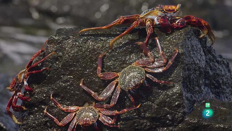 Grans Documentals - Cefalpodes: el regne de les ventoses - Veure ara