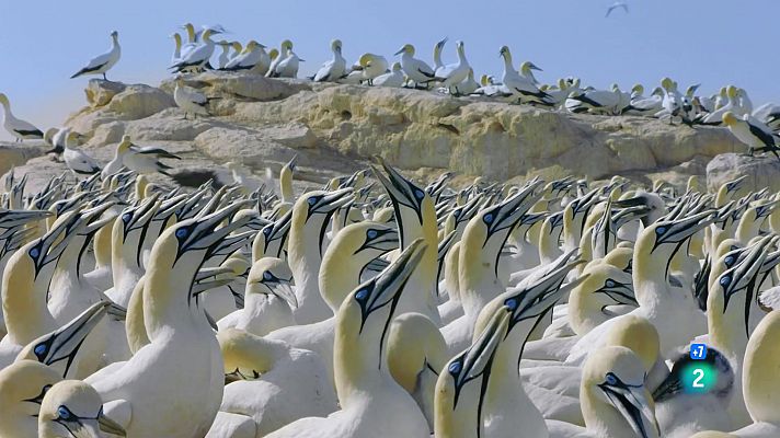 Som Documentals - L'any salvatge a Àfrica: Primavera