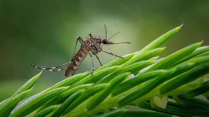 La hora de La 1 - Patricia Guillem, experta en epidemiología: "El nivel de alerta" sobre el virus del Nilo "tiene que ser inicial"