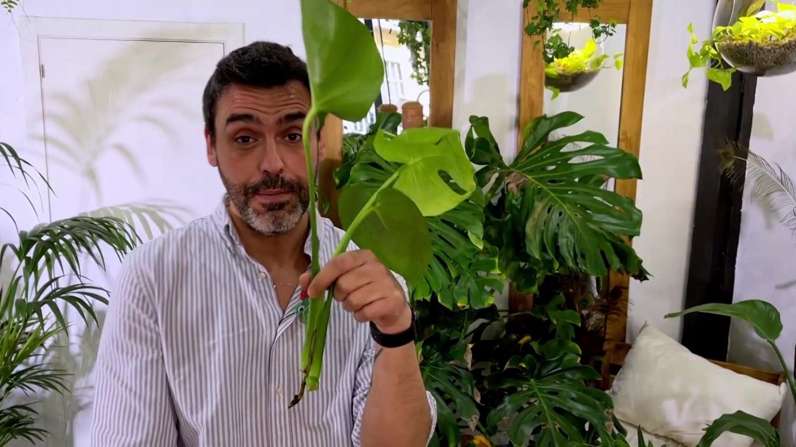 Plantar esqueixos - Va de Verd | RTVE Catalunya