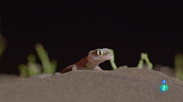 Som Documentals - L'any salvatge a Àfrica: Estiu