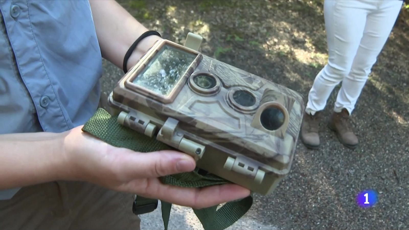 Instal·len càmeres als boscos per conèixer l'impacte de la massificació - L'Informatiu | Veure