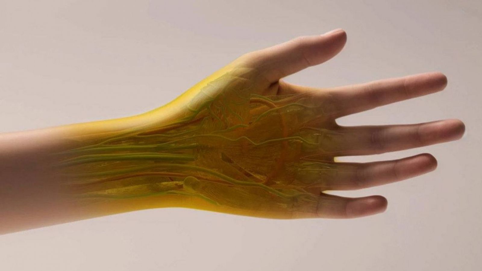 Un colorante alimentario convierte en transparente la piel de ratones | Ver