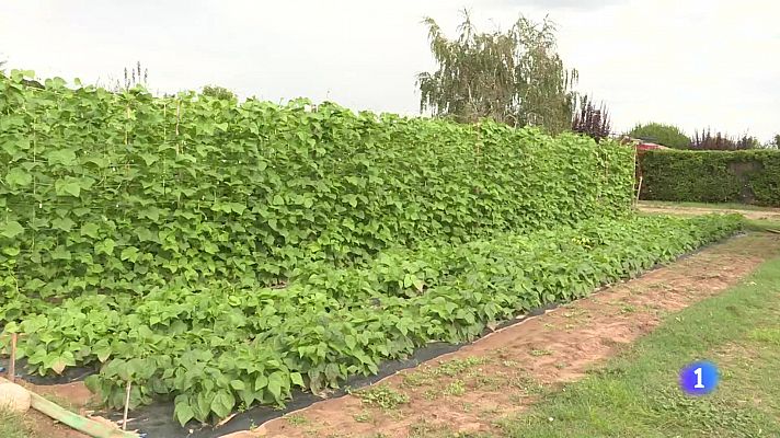 Informativo Telerioja - Informativo Telerioja 2 - 09-09-2024