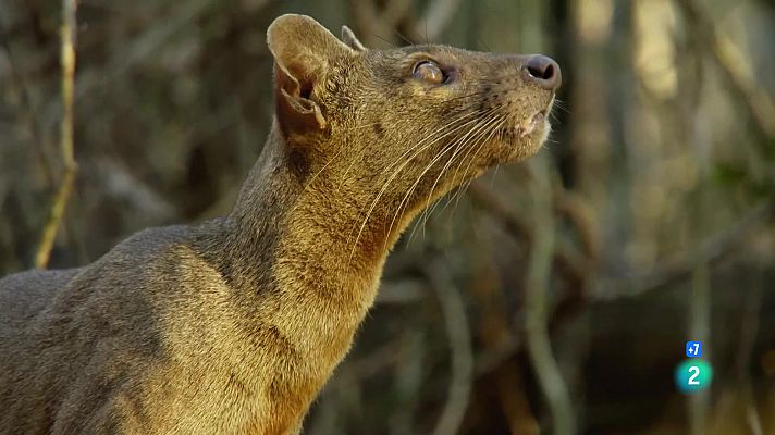 Som Documentals - L'any salvatge a Àfrica: Tardor
