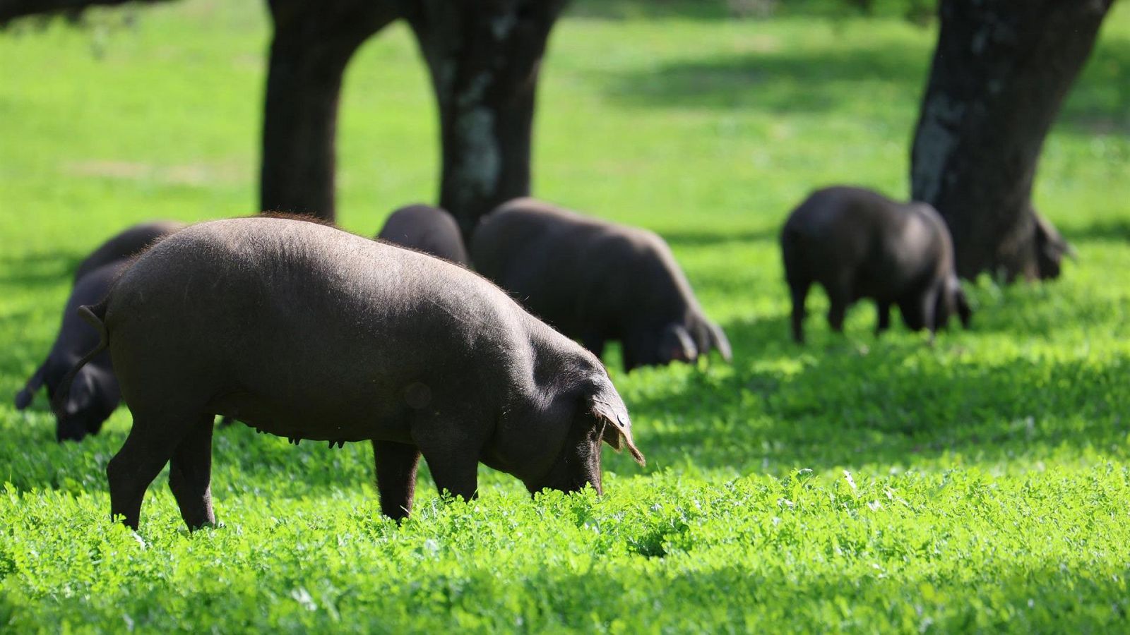 Tensión comercial UE-China: el sector porcino, en el punto de mira