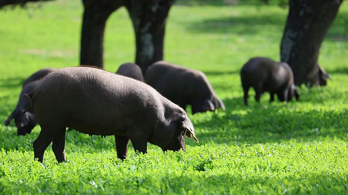 Tensión comercial UE-China: el sector porcino español, en el punto de mira