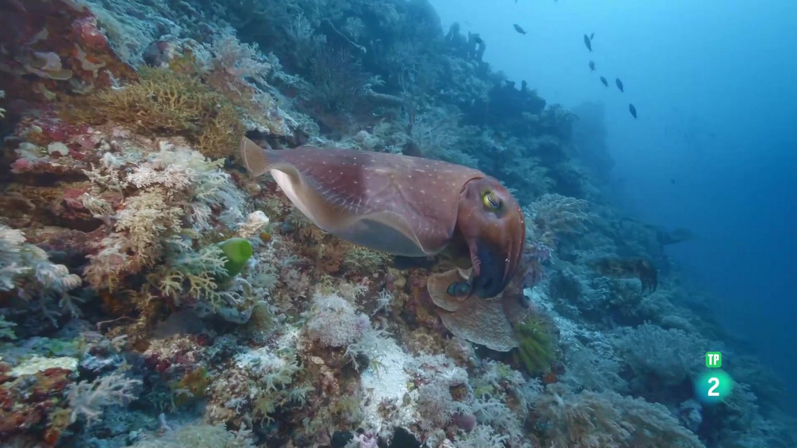 Blau endins | Les illes oblidades - Grans Documentals