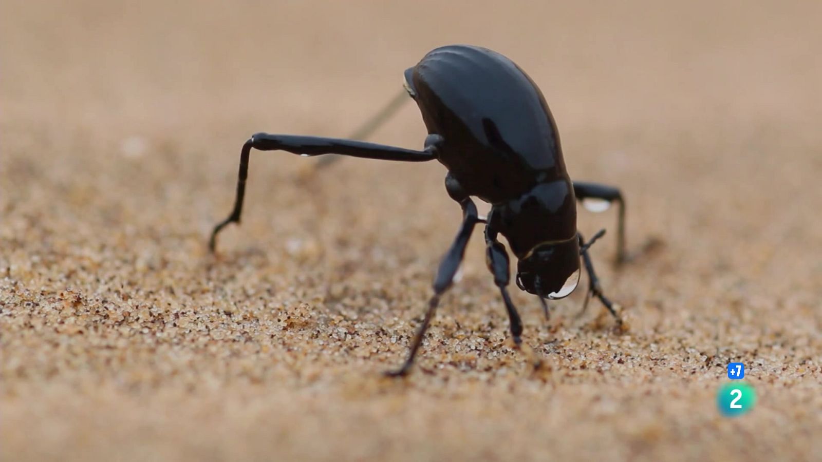 Grans Documentals - L'any salvatge a Àfrica: Hivern - Veure ara