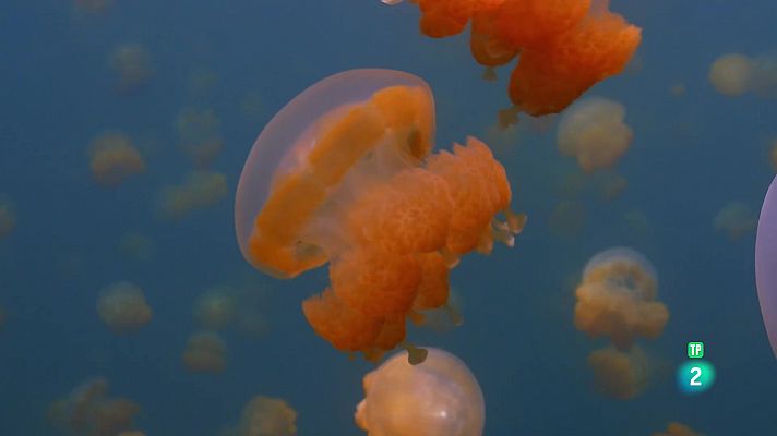 De l'alba al crepuscle: Illes del Pacífic, commoció a l'oceà