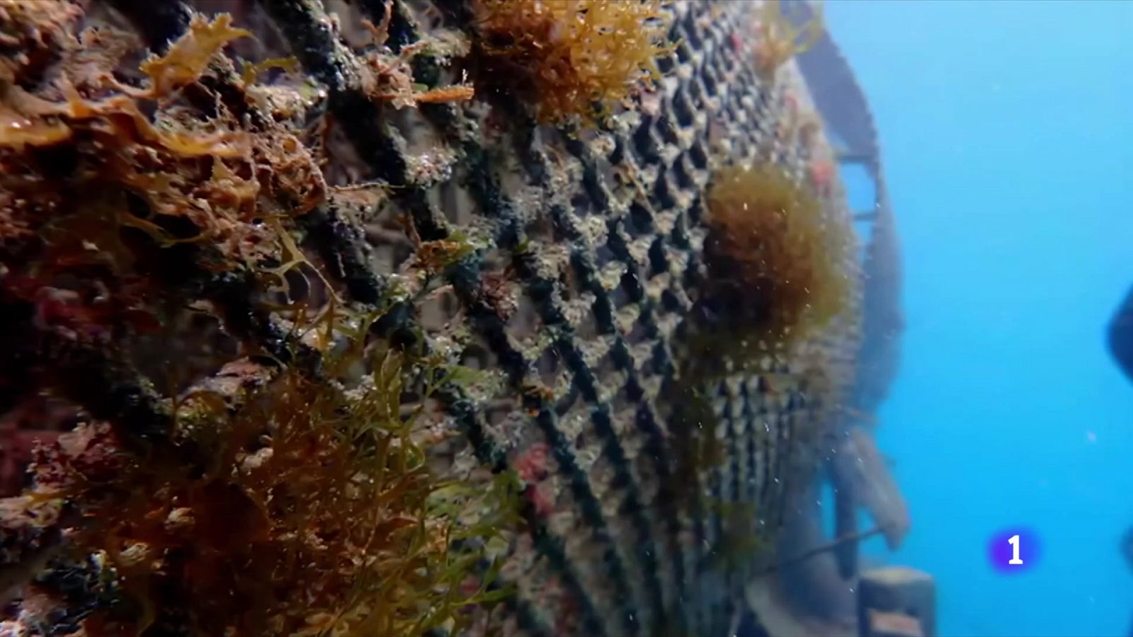 Microesculls artificials per restaurar la biodiversitat marina - L'Informatiu | Veure