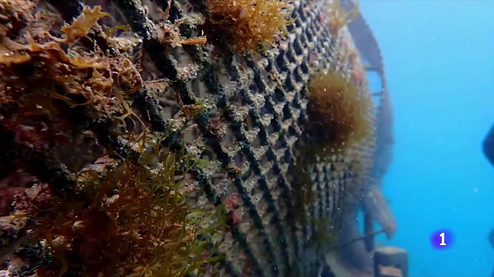 L'Informatiu - Microesculls artificials per restaurar la biodiversitat marina