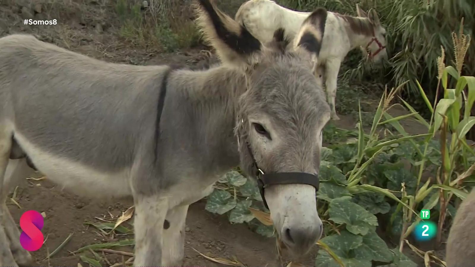 Somos 8 - 13/09/2024 - Somos 8 | Ver