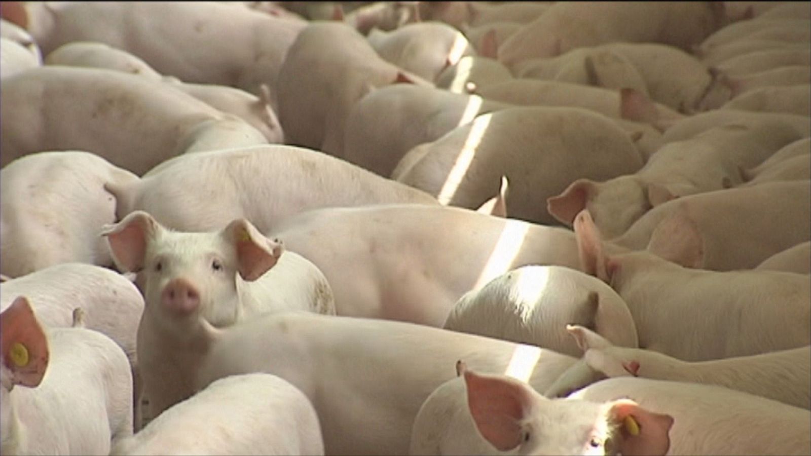 Agrosfera - 14/09/24 - ver ahora