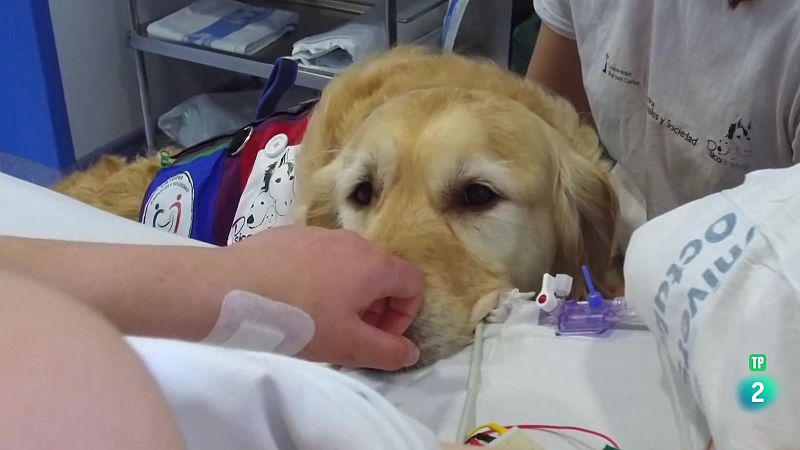 Intervenciones Asistidas con Animales | Ver