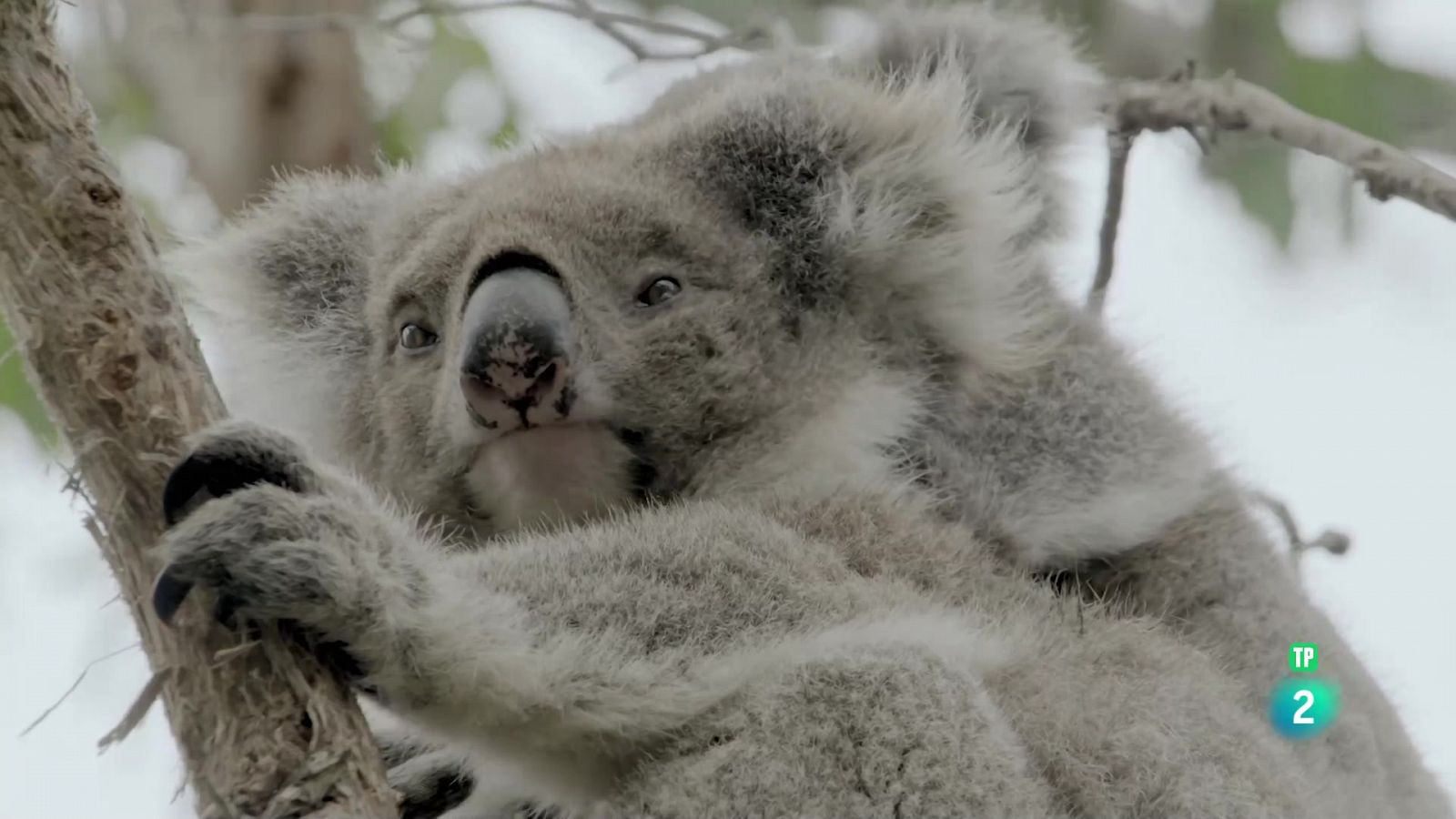 Grans Documentals - De l'alba al crespuscle: La febre de la primavera a Austràlia - Veure ara