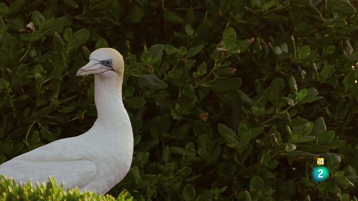 Som Documentals - De l'alba al crepuscle: Nadal a Nova Zelanda
