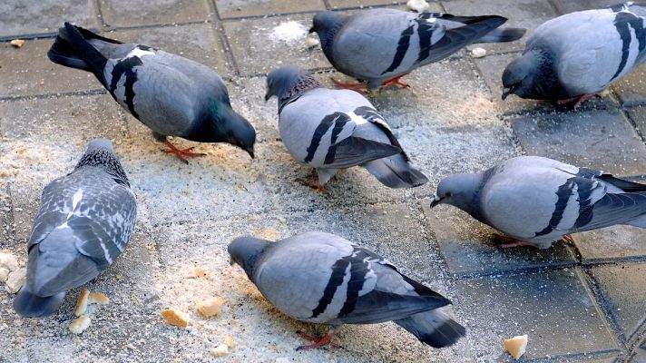 Una invasión de palomas crea problemas de salud en la localidad de Montijo, en Badajoz