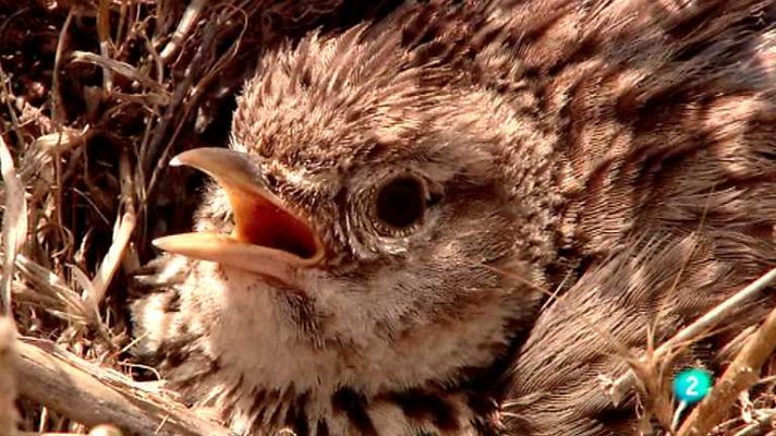 Biodiario - Biodiario - 24/12/12
