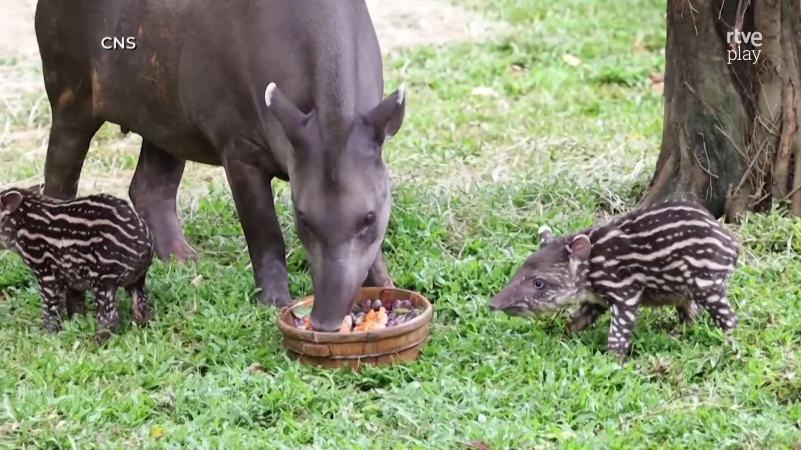 Aquí la Tierra - 17/09/24 - ver ahora