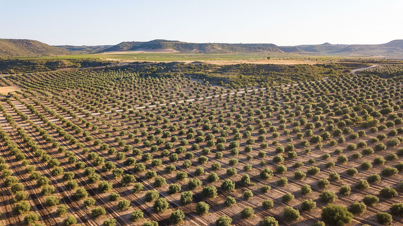 El campo se recupera de dos años consecutivos de fuertes sequías