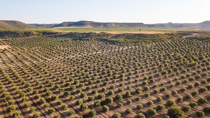 Aumento de cosechas en 2024: el campo se recupera de dos años consecutivos de fuertes sequías