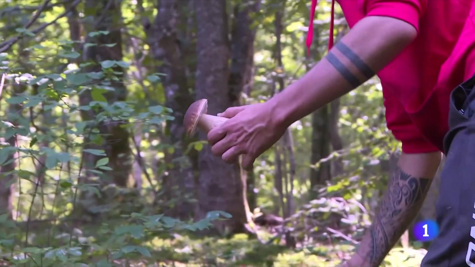 Els Bombers demanen prudència als boletaires - L'Informatiu | Veure