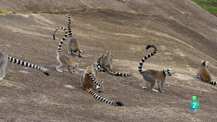 De l'alba al crespuscle: Madagascar, llangardaixos i lèmurs