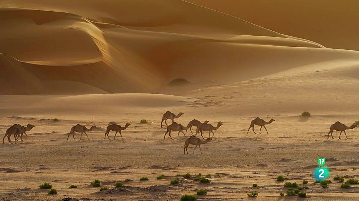 De l'alba al crespuscle: Aràbia, el regne del sol