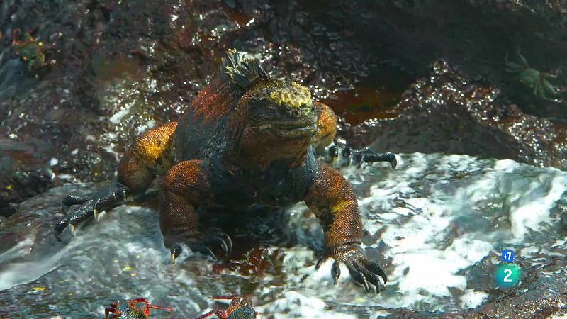 Grans Documentals - Les Galpagos, la frontera del mn: Supervivncia - Veure ara