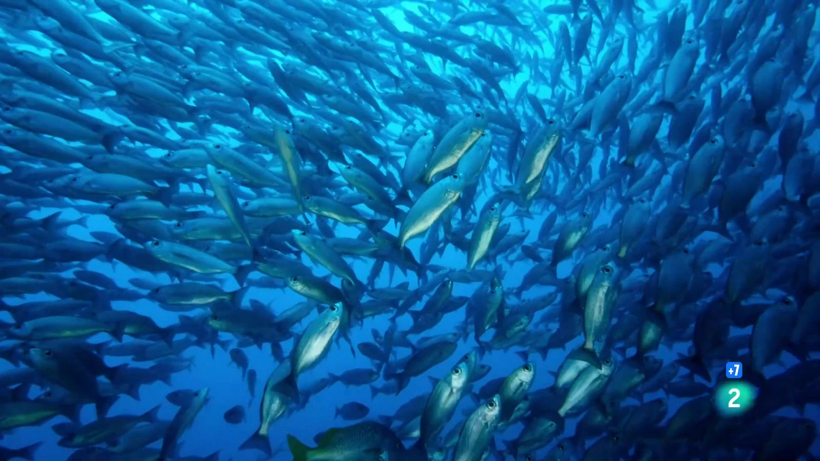 Les Galàpagos: Un oceà de confusió | Grans Documentals