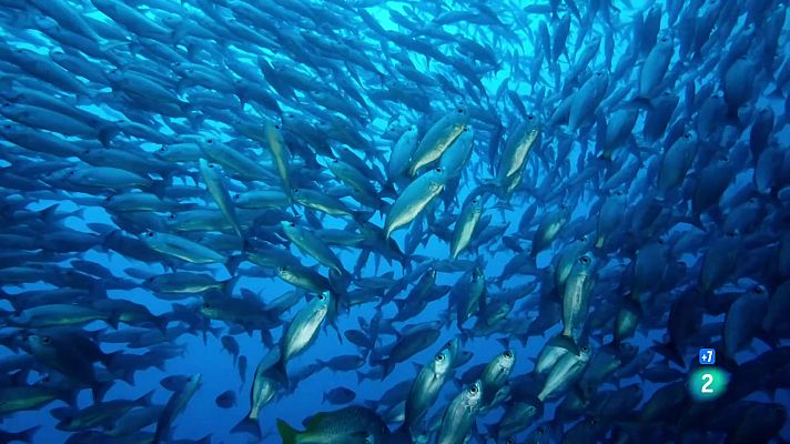 Les Galàpagos, la frontera del món: Un oceà de confusió