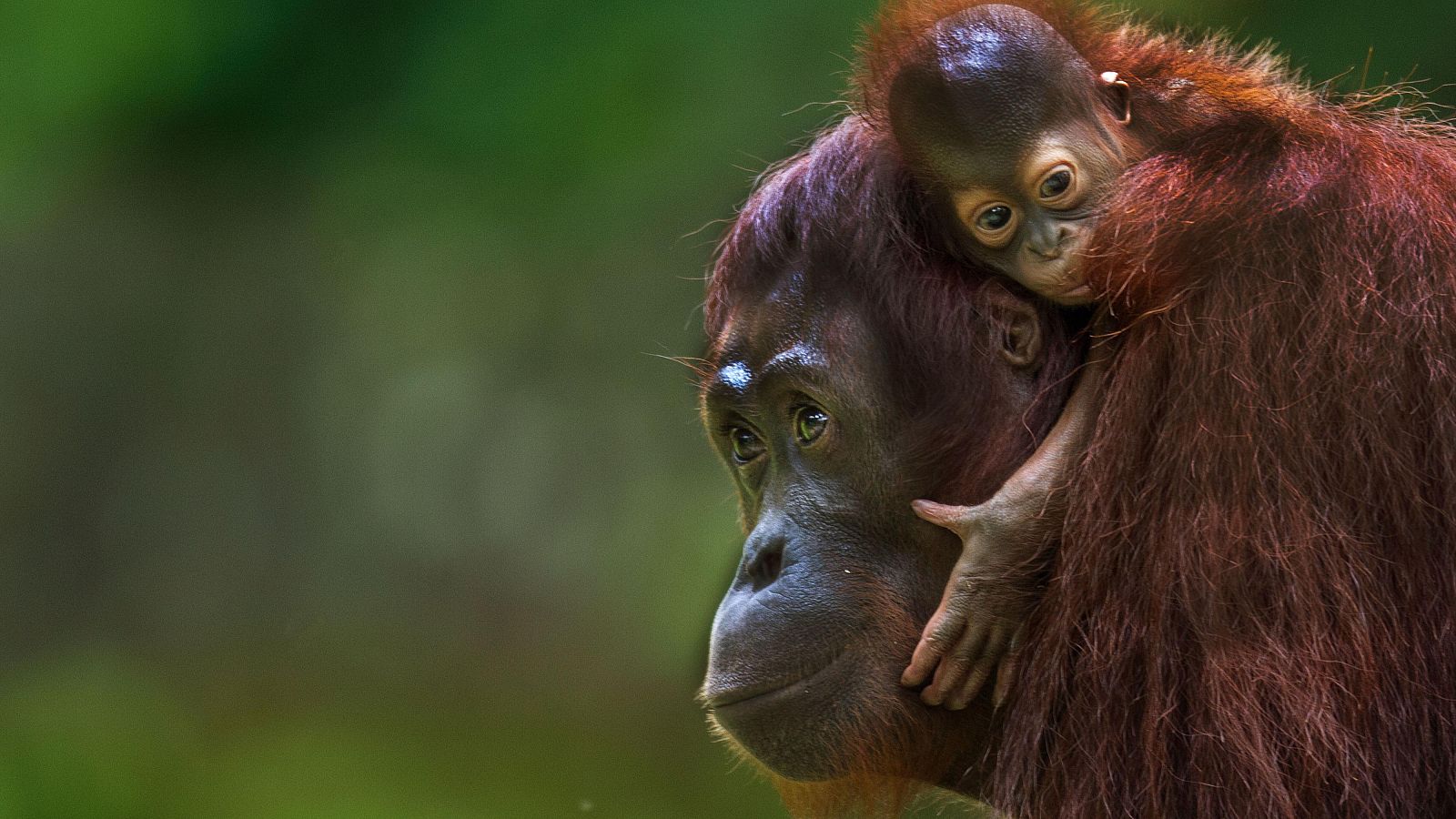 Una nueva ley para proteger a chimpancés, bonobos, gorilas y orangutanes | Ver