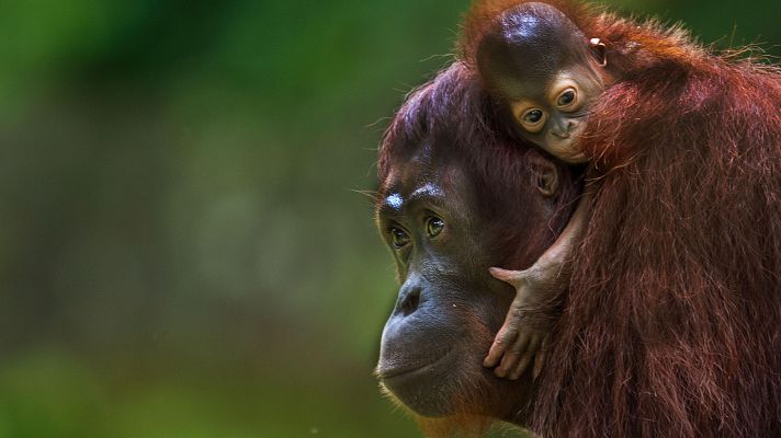 Una nueva ley para proteger a los grandes simios no humanos