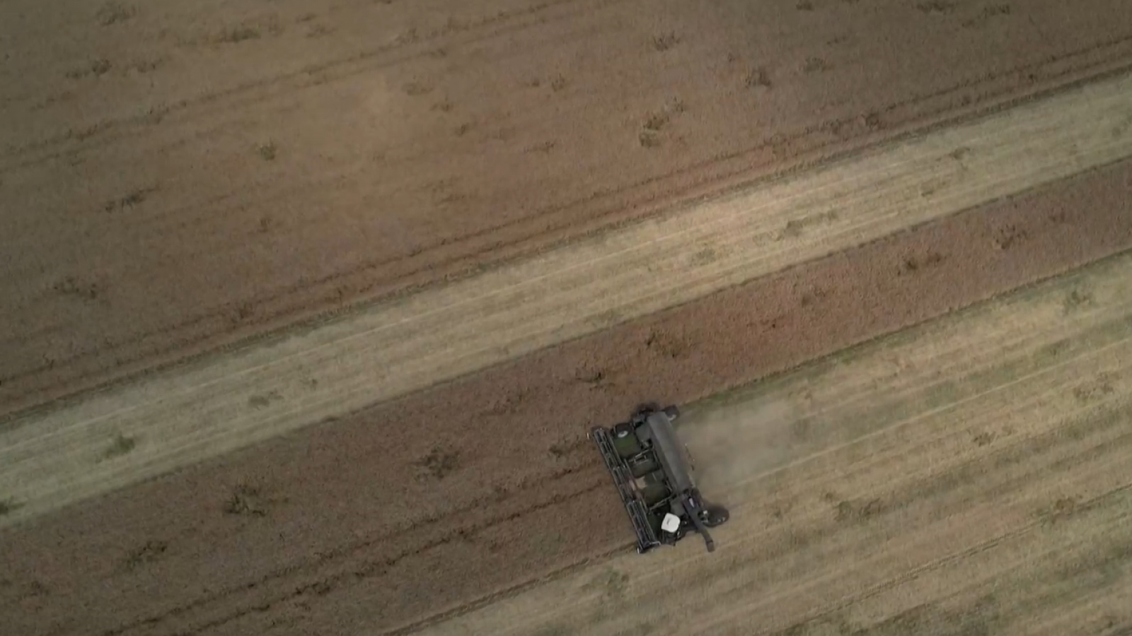 El precio del grano ucraniano afecta a los agricultores de España