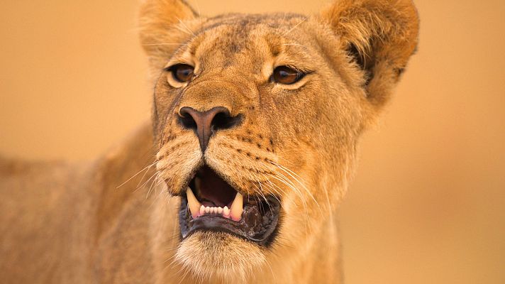 Gladiadores - La charca