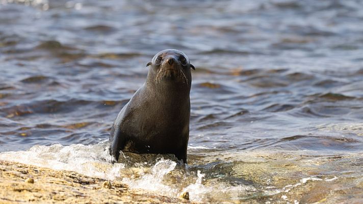 Gladiadores - Costa salvaje