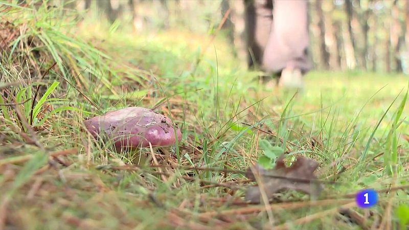 Comença la millor temporada de bolets en cinc anys