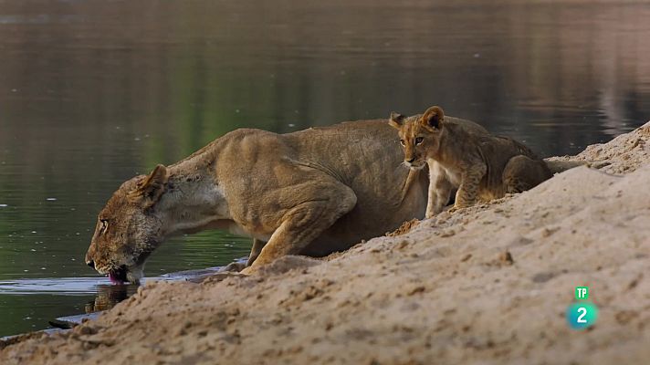 Som Documentals - Gladiadors: La bassa
