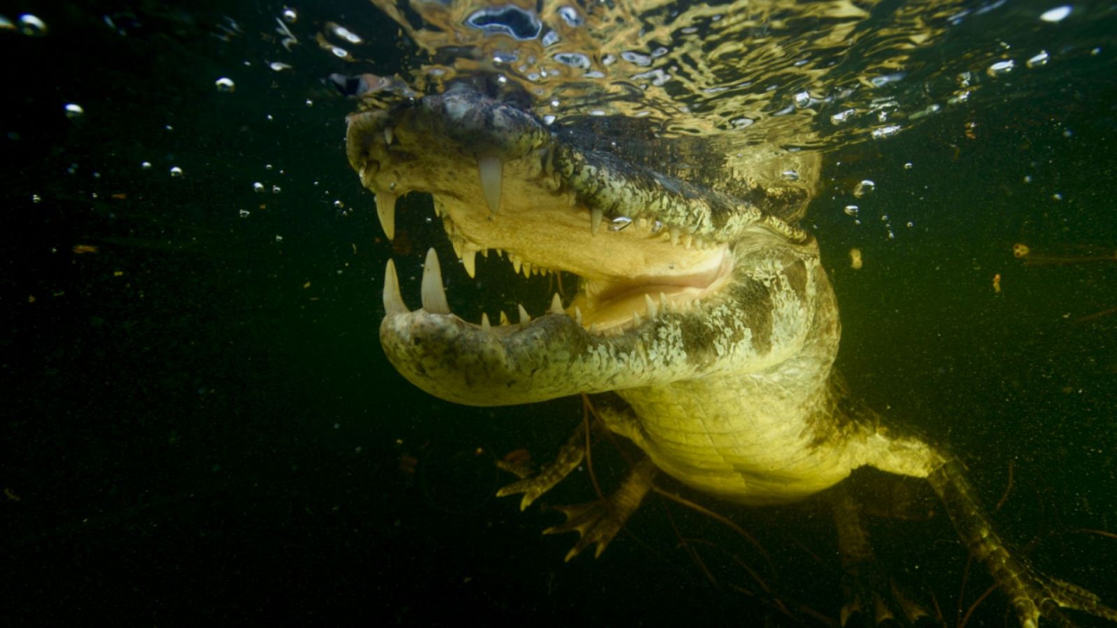 Gladiadores - El río de la selva - ver ahora
