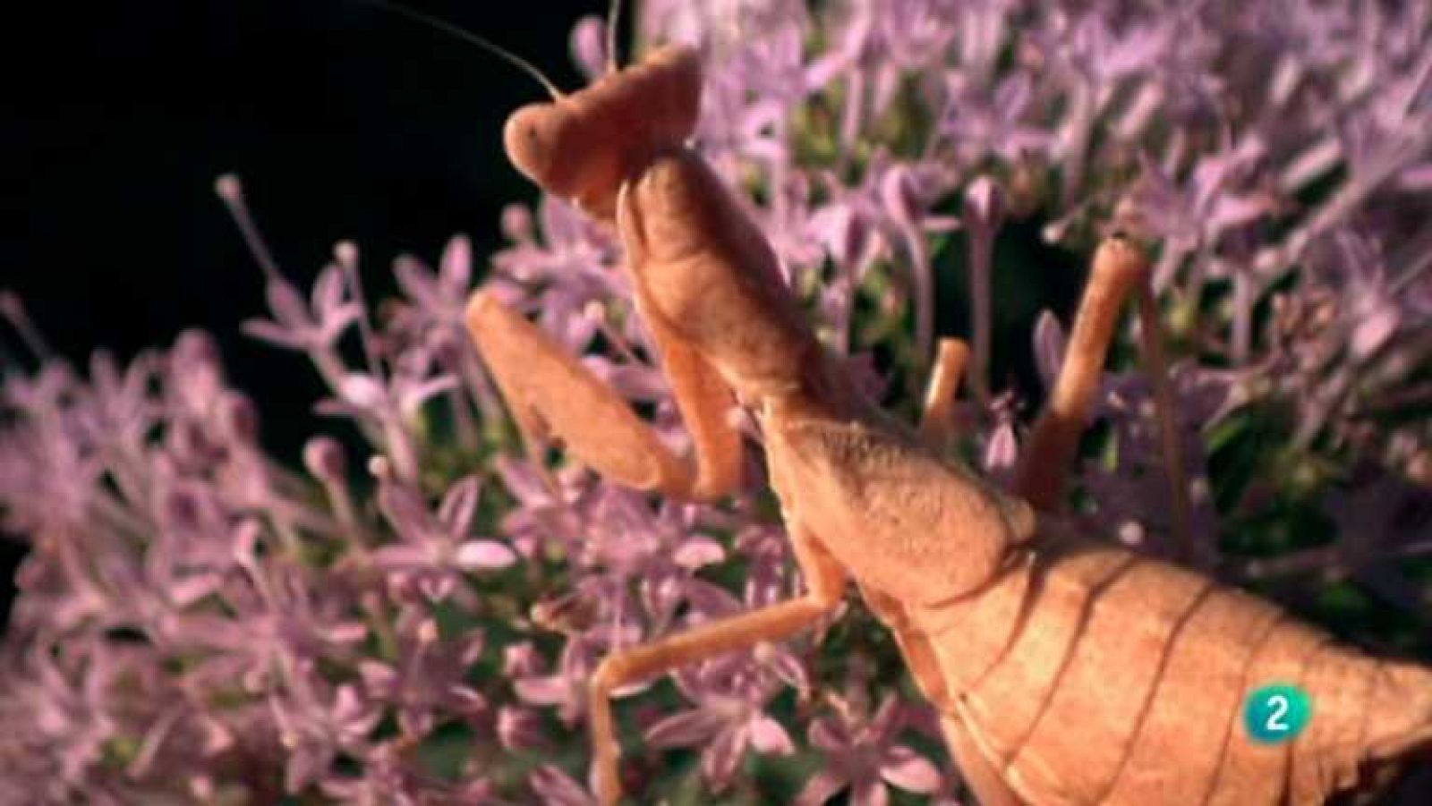 Biodiario - 26/12/12 - ver ahora